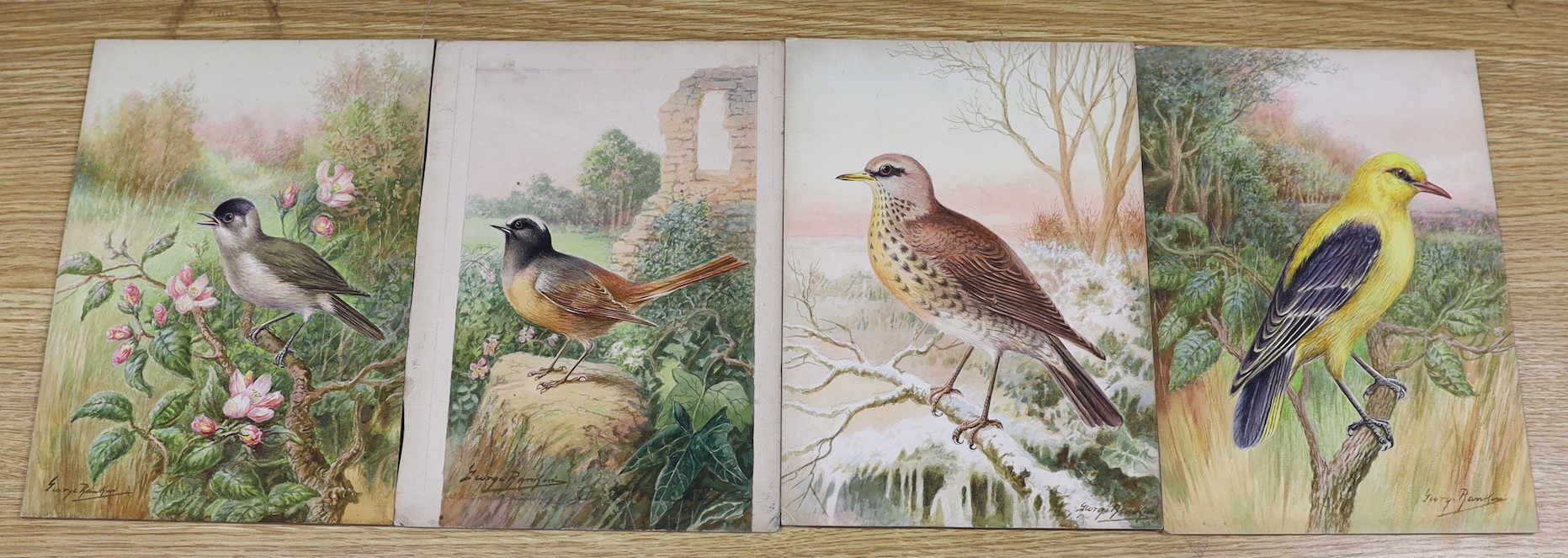 George Rankin (1864-1937), four watercolours on card, garden birds, signed, unframed, 27 x 19cm
